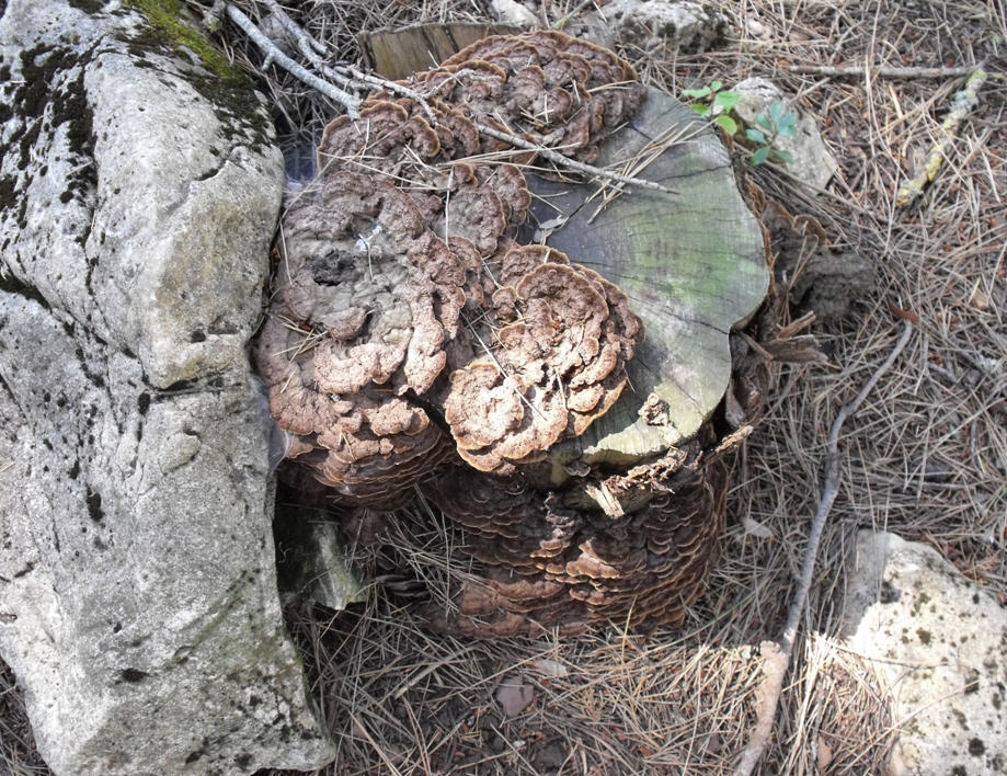 Funghi su pino